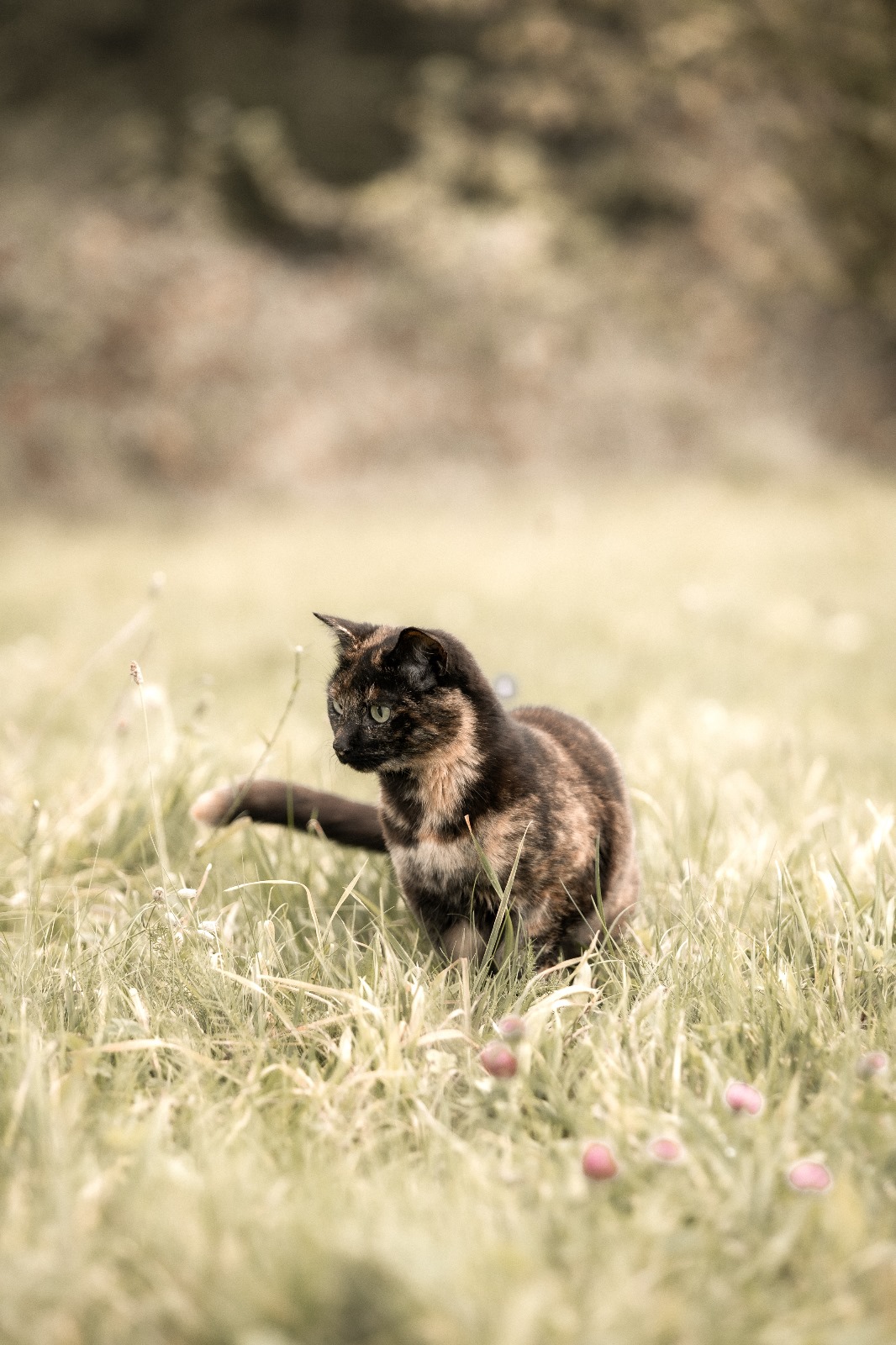 Photographe animaux - stéphanimage