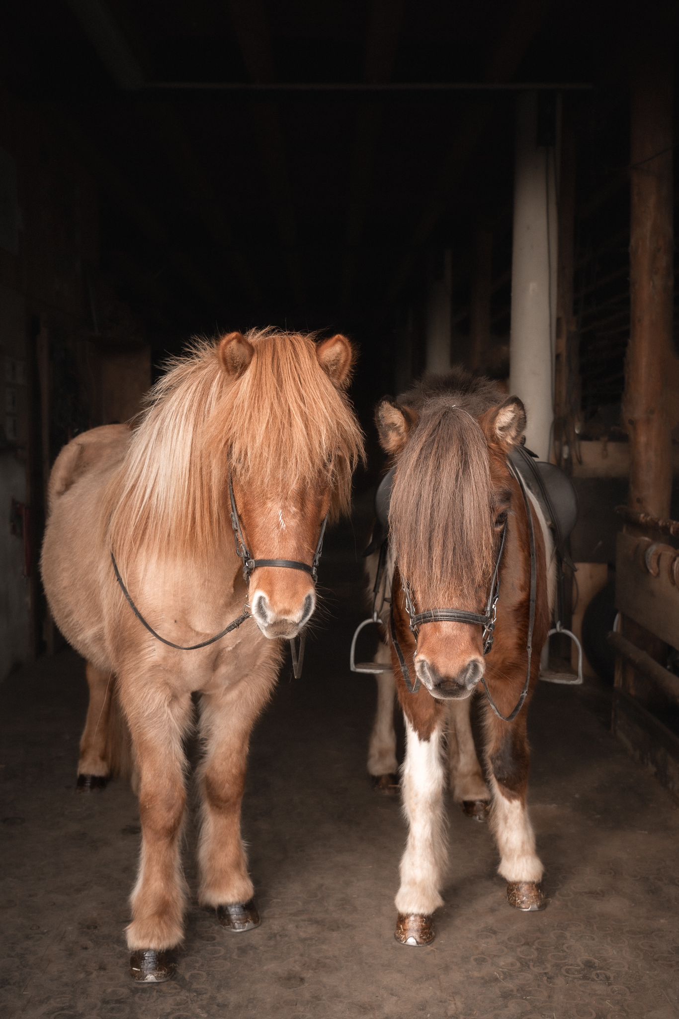 Photos d'animaux en alsace