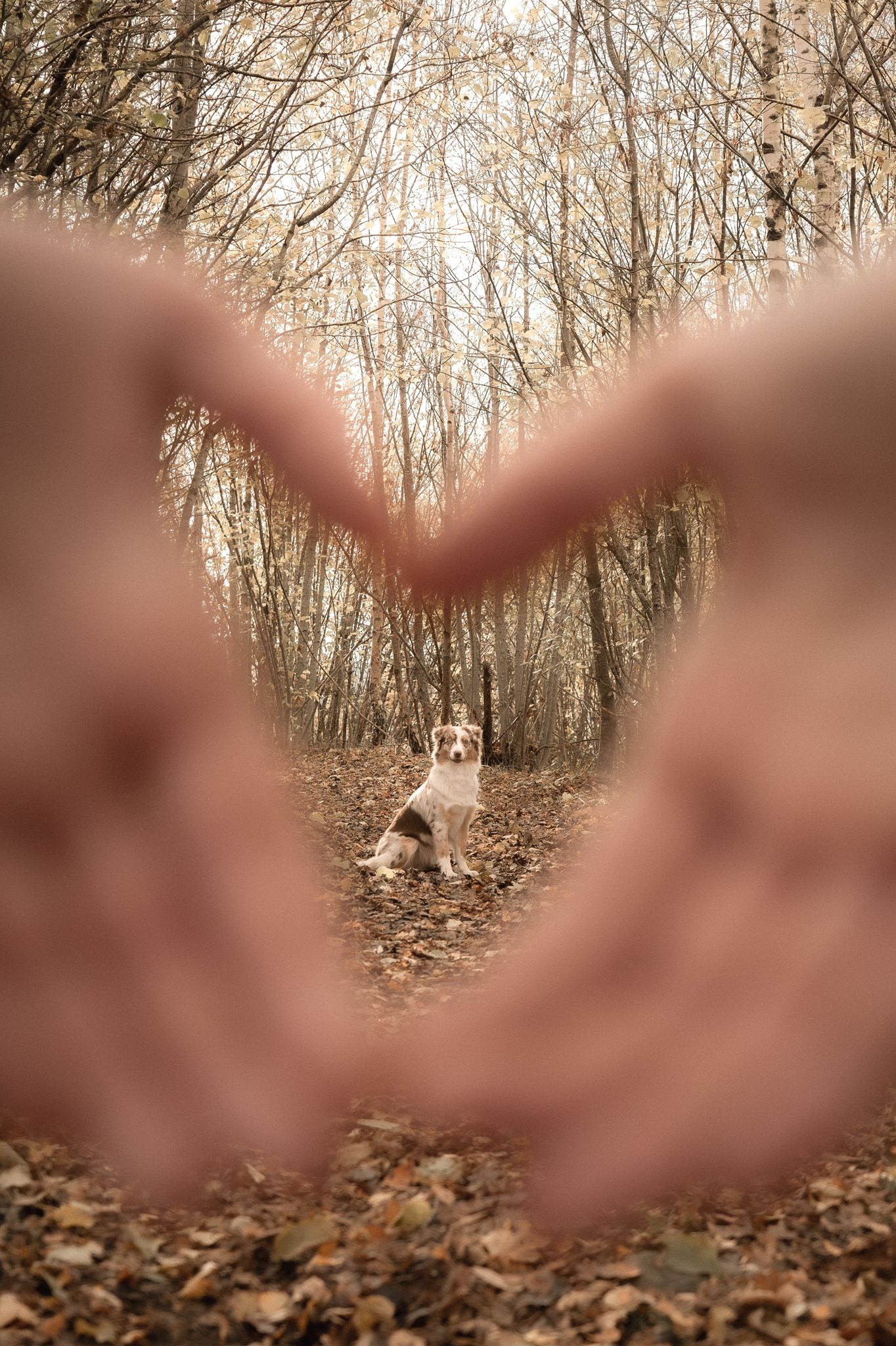 Photos d'animaux en alsace