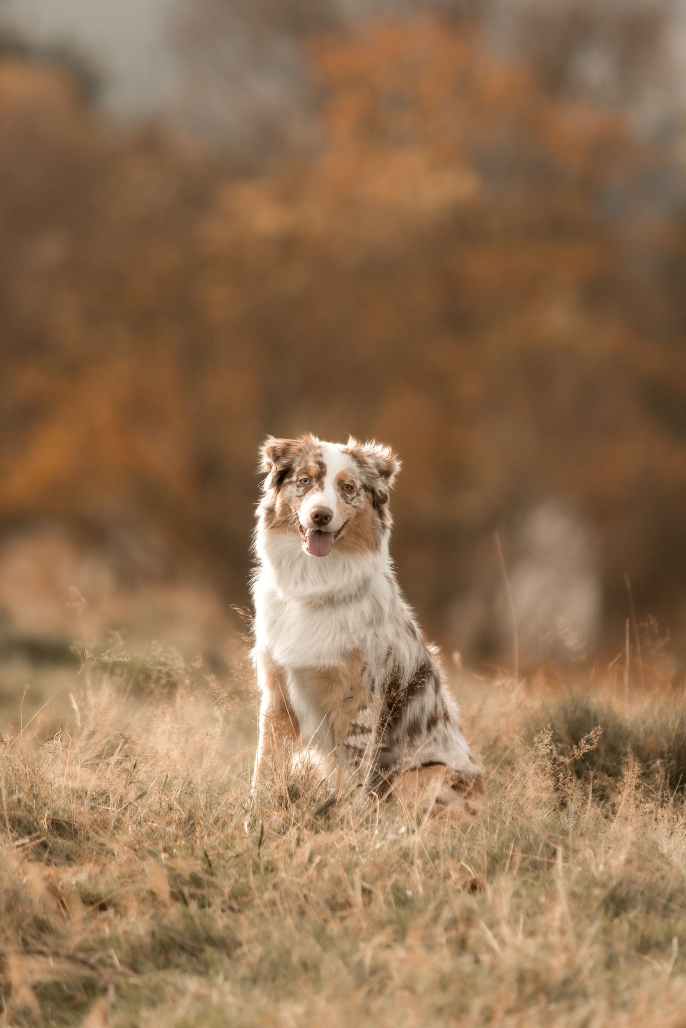 Photos d'animaux en alsace